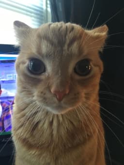 Kaito