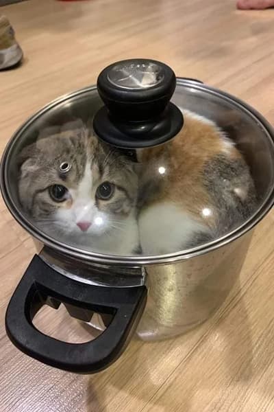 I Became the Genius Cat Every Owner Is Obsessed With